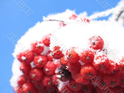 snow on a tree with berries