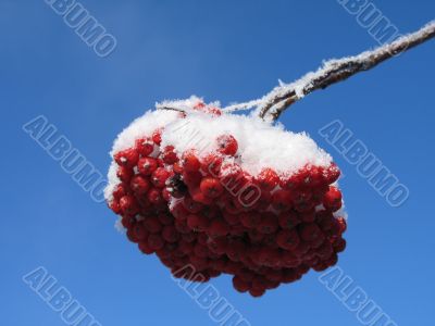 snow on a tree with berries
