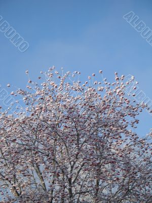 snow on a tree with berries