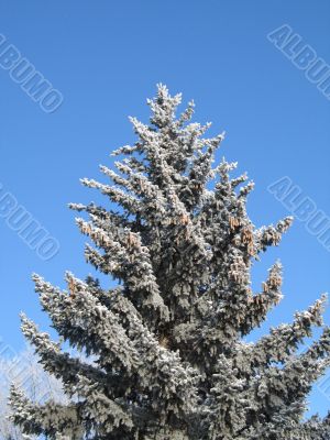 frosted tree and blue sky