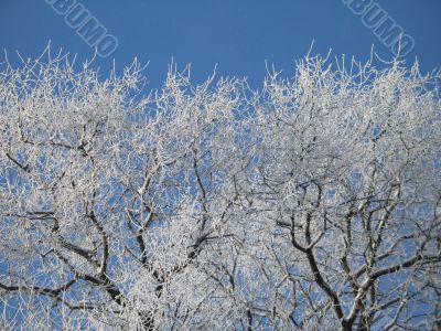 frosted tree and blue sky