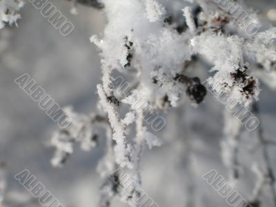 close-up of snow on a branch