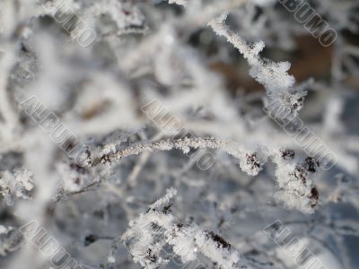 close-up of snow on a branch