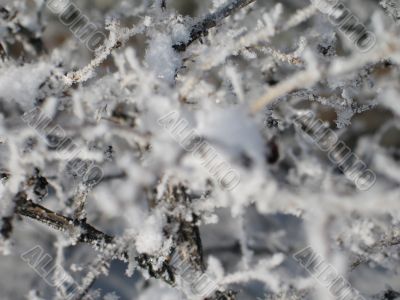 close-up of snow on a branch