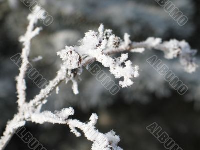 close-up of snow on a branch