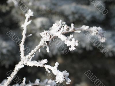 close-up of snow on a branch