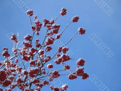 snow on a tree with berries
