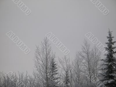winter forest