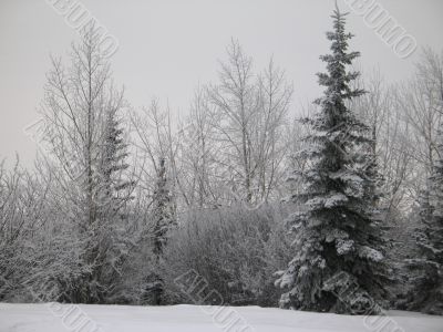 winter forest