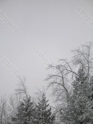 winter forest