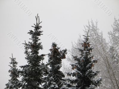 winter forest