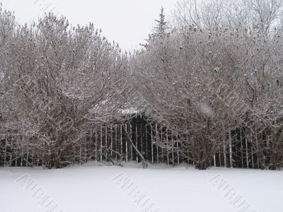 winter forest