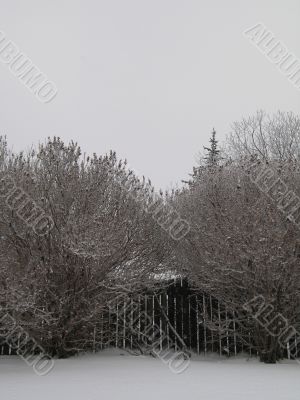 winter forest