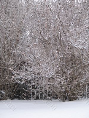 winter forest