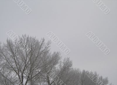 winter forest