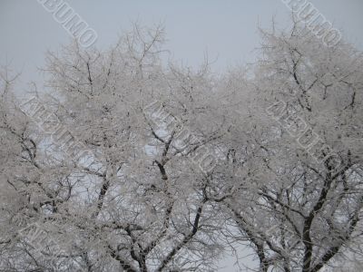 snow on a tree and sky