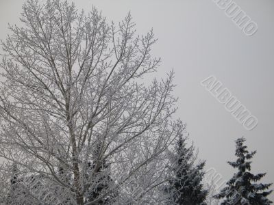 winter forest
