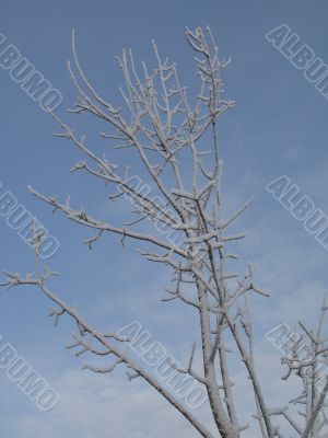 frosted tree and blue sky