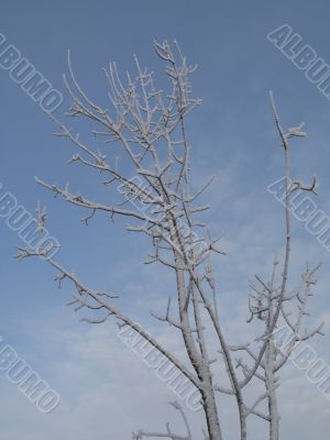 frosted tree and blue sky