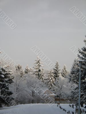 winter forest