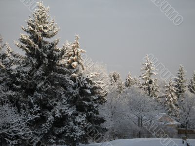 winter forest