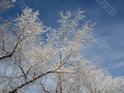 frosted tree and blue sky