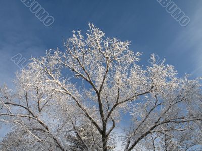 frosted tree and blue sky