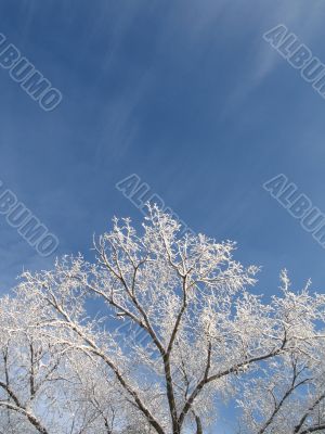 frosted tree and blue sky