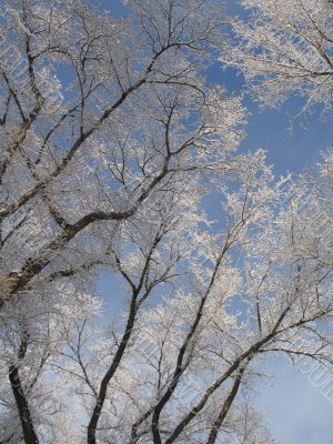 frosted tree