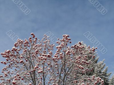 snow on a tree with berries