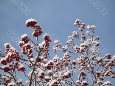 snow on a tree with berries