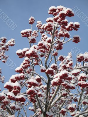 snow on a tree with berries