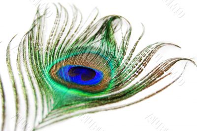 Peacock feather