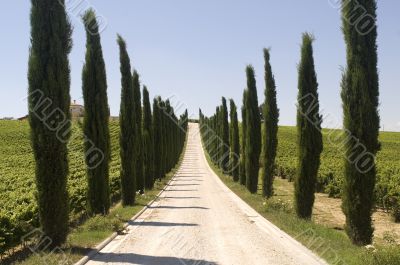 Umbria - Road with cypresses