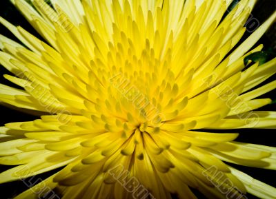Yellow Chrysanthemum