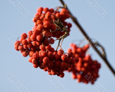 Red autumn ashberry