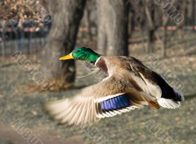 Drake in flight