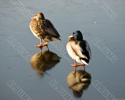 Drake and duck on lake ice