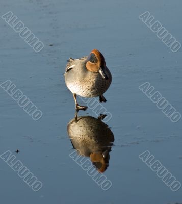 Small duck on lake ice