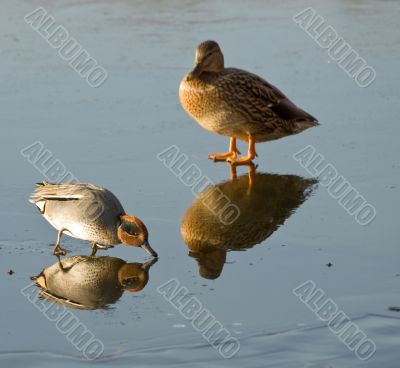 Two different ducks on the ice