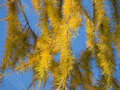 Yellow larch branches