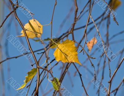 Yellow birch leaves