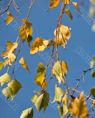 Yellow birch leaves