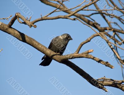 Black rook