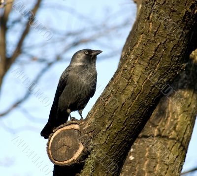 Black rook on a tree