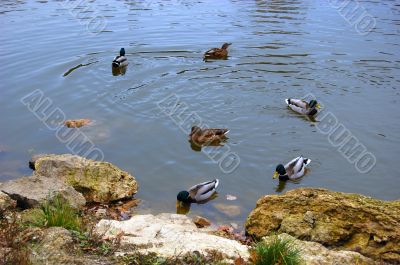 Ducks