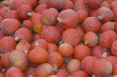 pumpkins