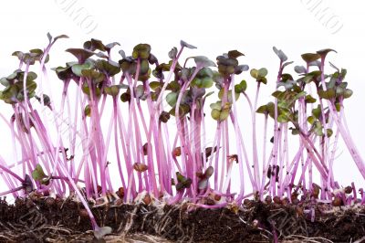 sprouts