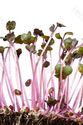 sprouts