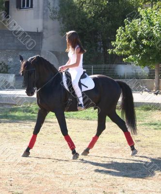 dressage